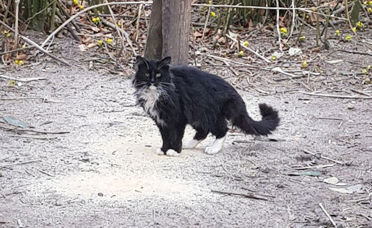 Efterlysning af ejere langhåret kat Faxe